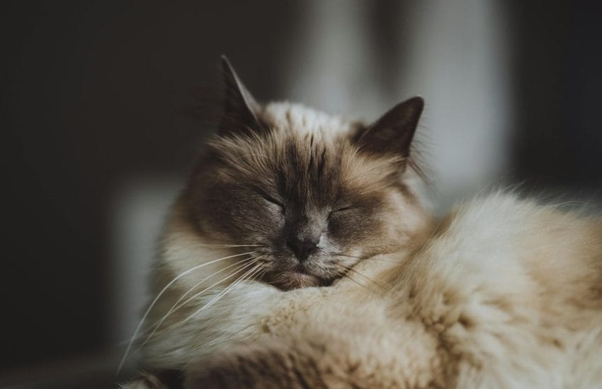 bengal cat ancestry explored