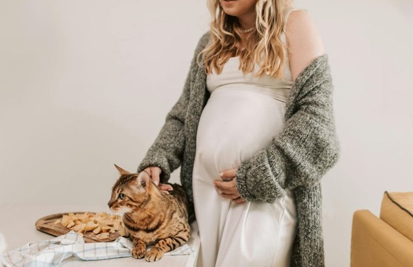 care for bengal cats