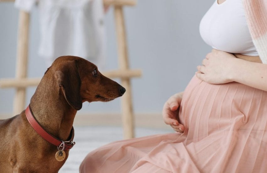 caring for dachshund characteristics