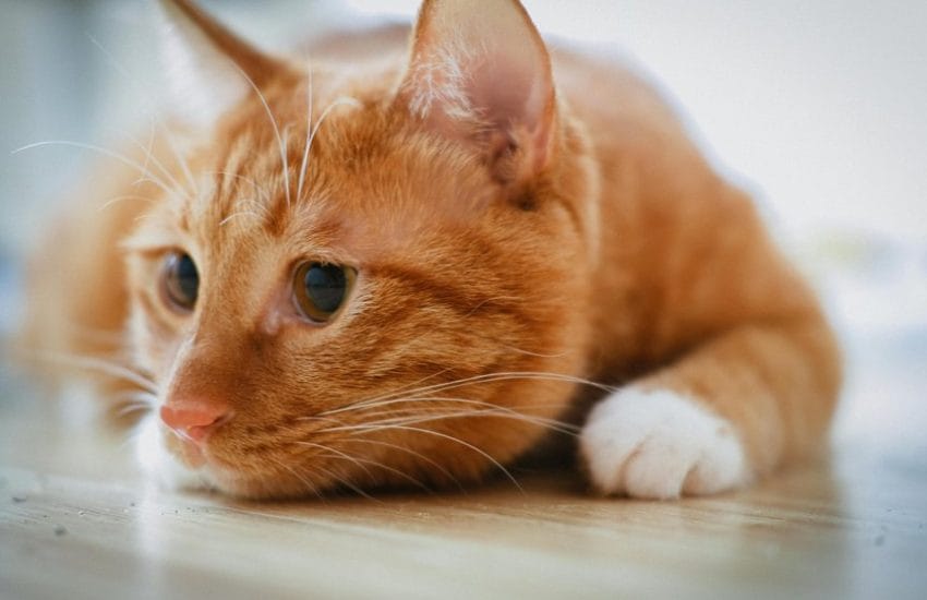 catnip effects on cats