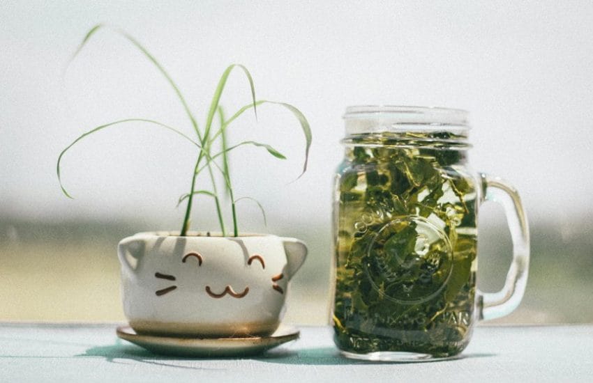 catnip effects on cats
