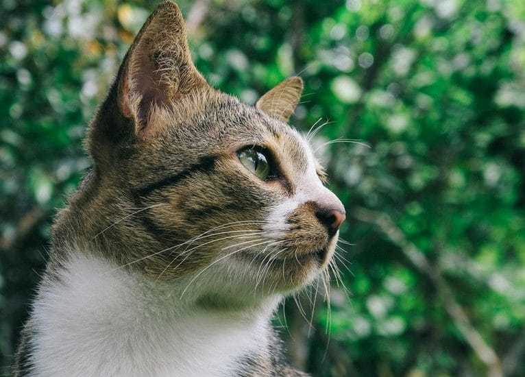cats behavior understanding explained