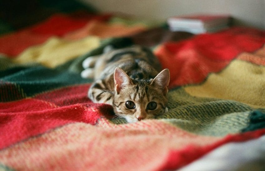 finding a safe home