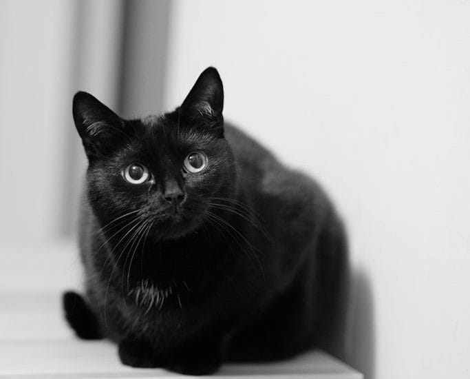 responsible breeding mini pet controversy
