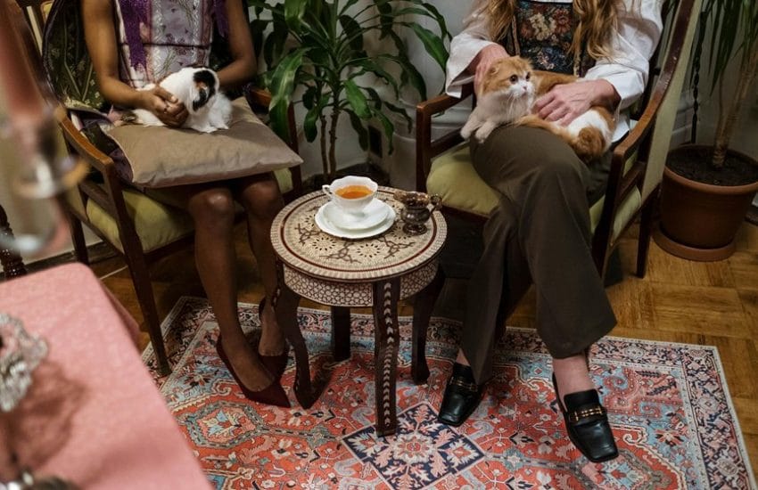 tea cup cat differences
